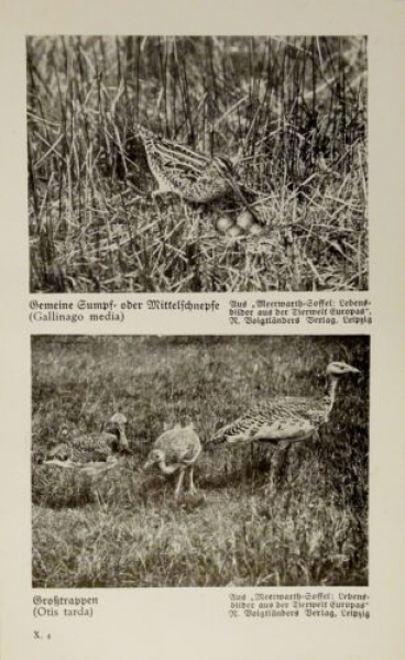 1926 - Schnepfe, Großtrappen / Kampfläufermännchen, ... - alter Druck